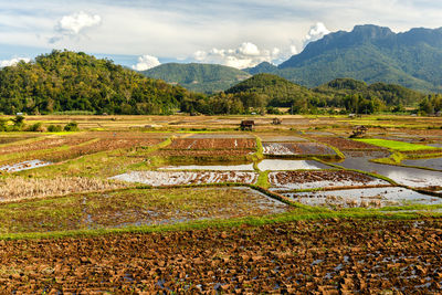 Scenic view of field against sky