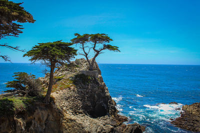 Lone cypress california 17 mile drive