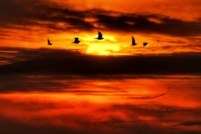 Silhouette birds flying against orange sky