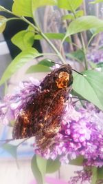 Close-up of butterfly pollinating on purple flower