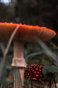 Close-up of fly agaric mushroom