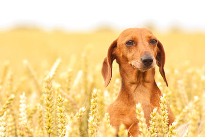 Portrait of a dog on field