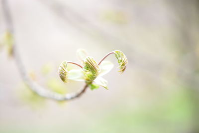 Close-up of flowering plant