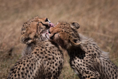 Cheetah licking in forest