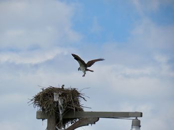 Osprey entering its nest wings spread low angle view blue sky birds of prey eyeem beauty in nature