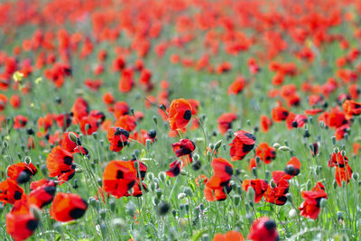 Close-up of red poppies on field