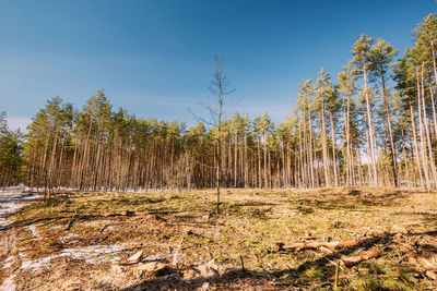 Trees growing on field against sky