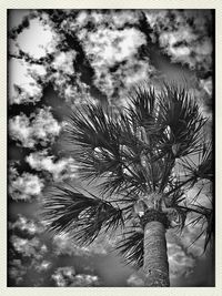 Low angle view of trees against cloudy sky