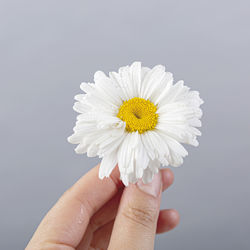 Close-up of hand holding white daisy