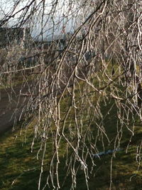 Close-up of bare tree against the sky