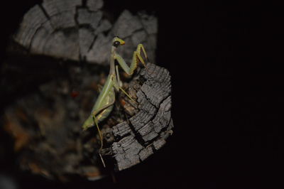 Close-up of insect on leaf