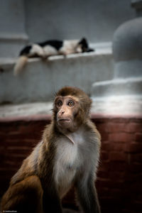 Monkey looking away while sitting outdoors