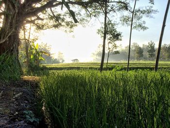 Scenic view of agricultural field against sky