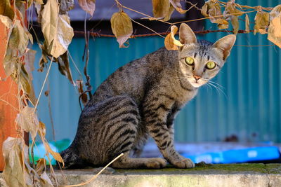 Close-up of a cat looking away