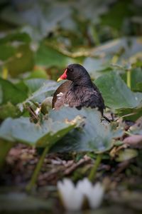 Close-up of a bird