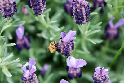 Close-up of bee pollinating on purple flower