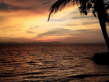 Silhouette of palm trees at sunset