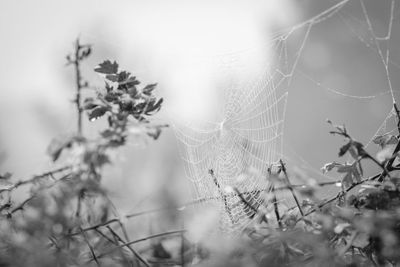 Close-up of spider web against blurred background