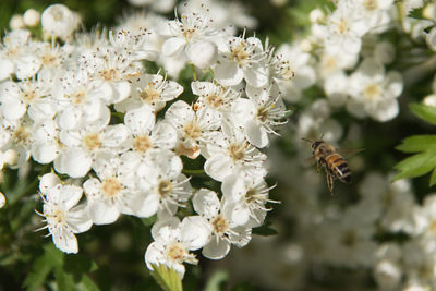 Close-up of bee on white flowers