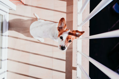 Portrait of dog in balcony