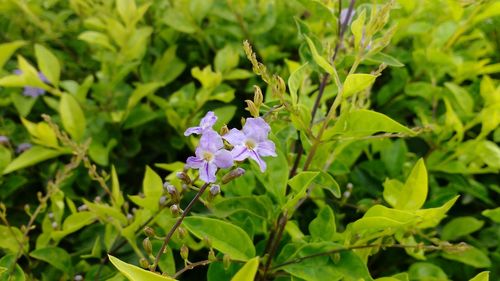 Close-up of flowers blooming outdoors