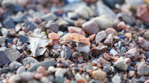 Baby crab crawling on beach