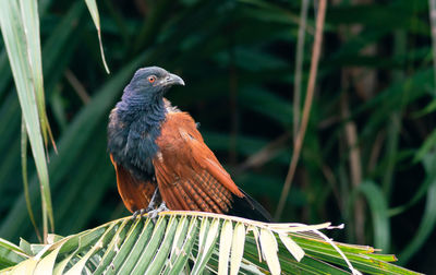 Close-up of bird perching on plant