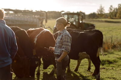 Farmers examining cows at farm on sunny day