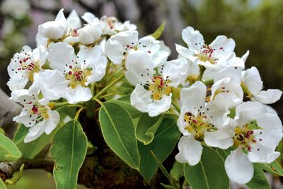 Close-up of white flowers blooming on tree