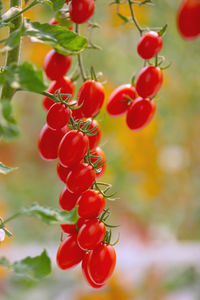 Close-up of red berries growing on tree