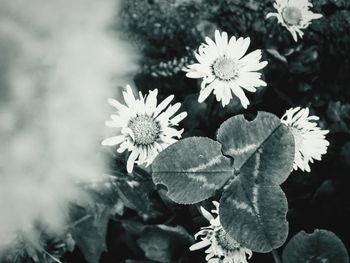 Close-up of flowers blooming outdoors