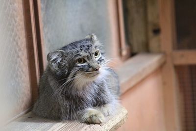 Close-up of a cat looking away