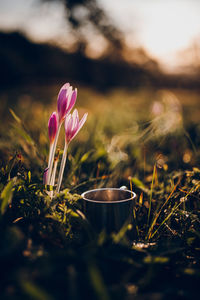 Close-up of pink crocus flowers on field