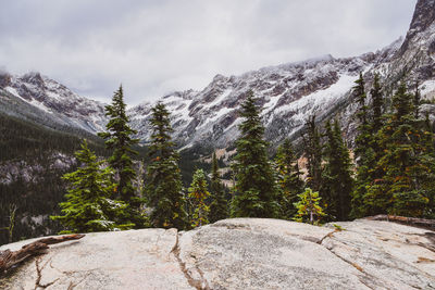 Pine trees on snowcapped mountains against sky