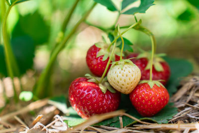 Close-up of strawberries
