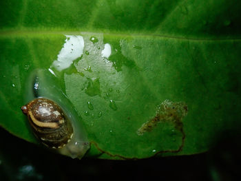 Close-up of snail on leaf