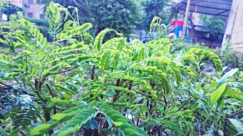 Close-up of plants