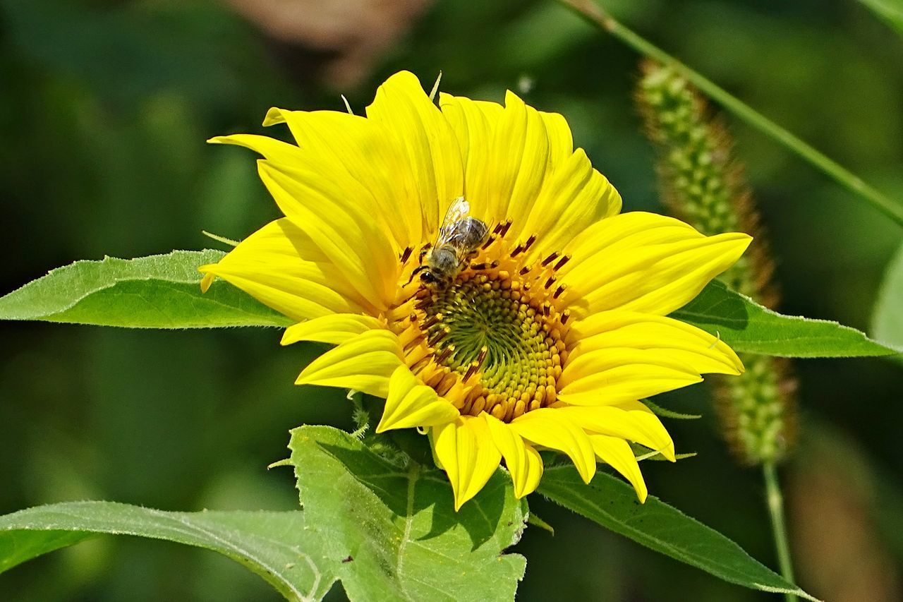 CLOSE-UP OF INSECT ON YELLOW FLOWER