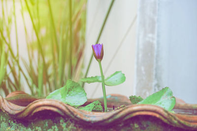 Close-up of purple flowering plant