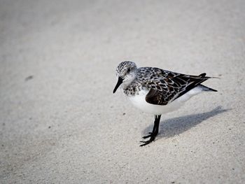 Shorebirds in gulf shores al