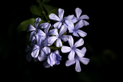 Close-up of purple flowers against black background