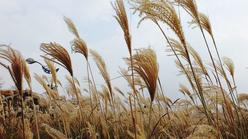 Close-up of wheat field against sky