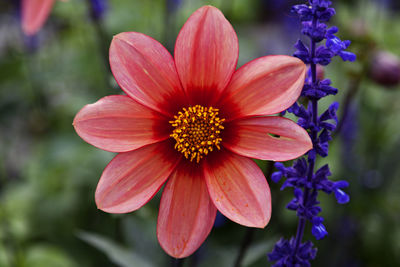 A beautiful flower in pink and red with yellow in the middle