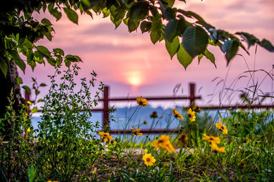 Close-up of flowering plants against cloudy sky during sunset