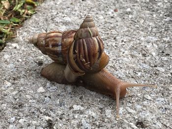 Close-up of snail on rock