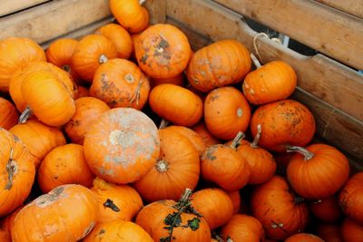 High angle view of pumpkins for sale at market stall