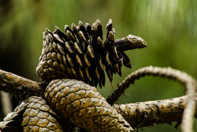 Close-up of pine cone on tree