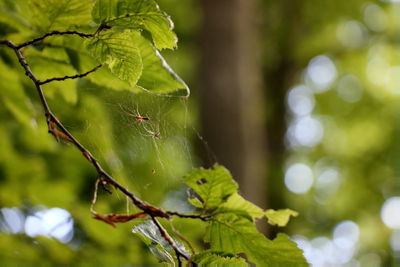 Close-up of spider web on plant