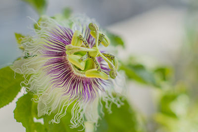 Close-up of flower blooming outdoors