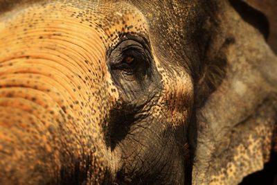 Close-up of elephant
